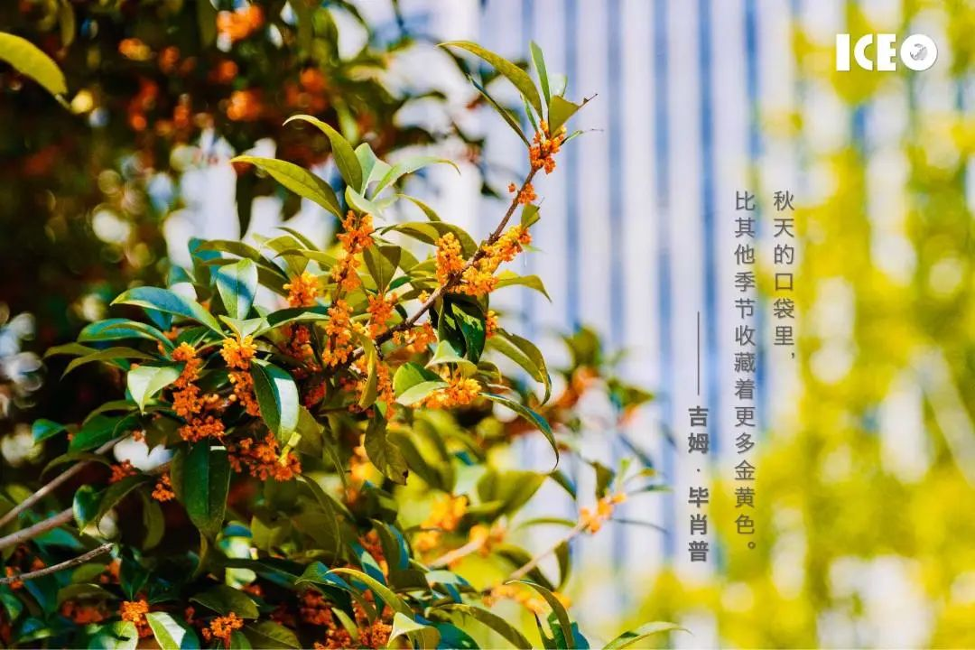 视觉园区｜共品两园秋意浓浓